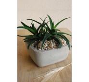 Alworthia